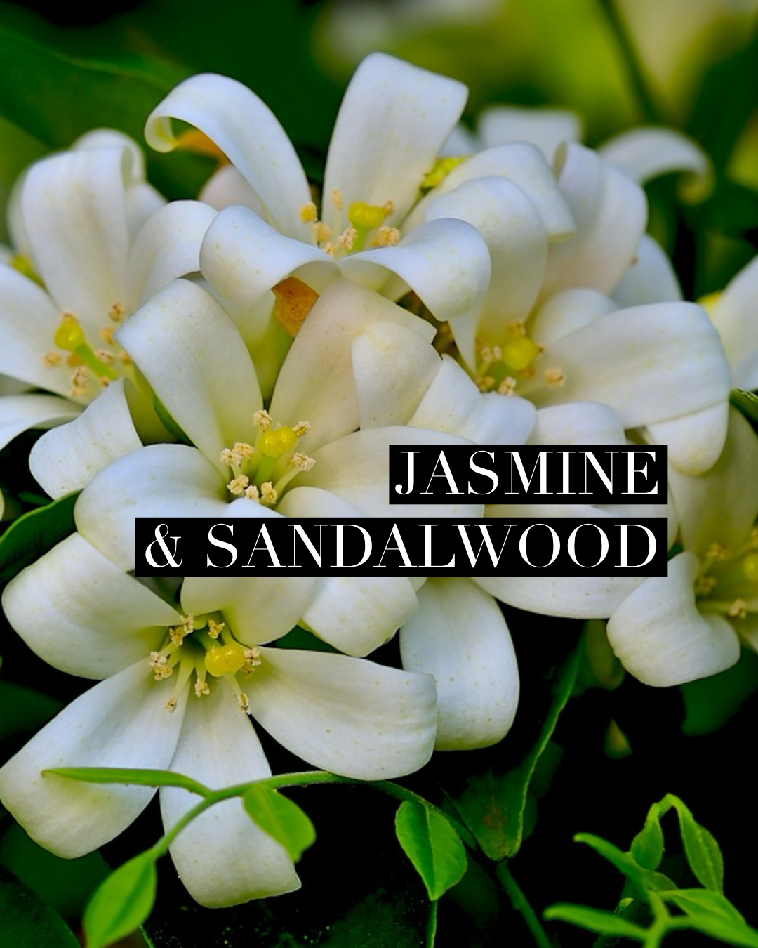 Jasmine & Sandalwood