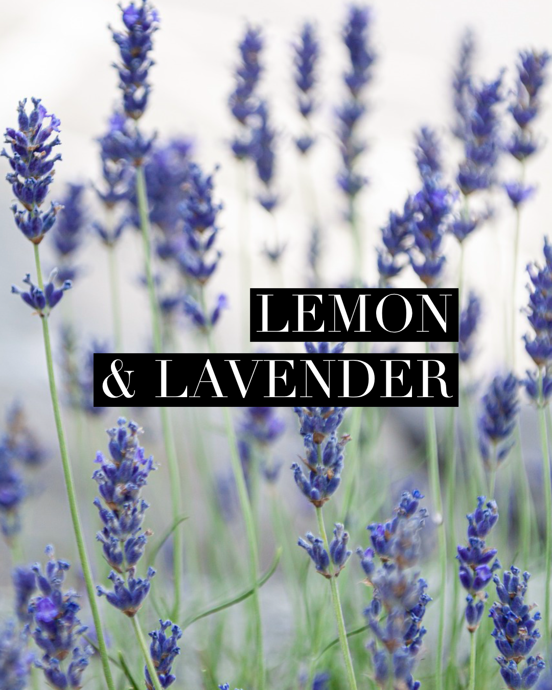 Lemon & Lavender