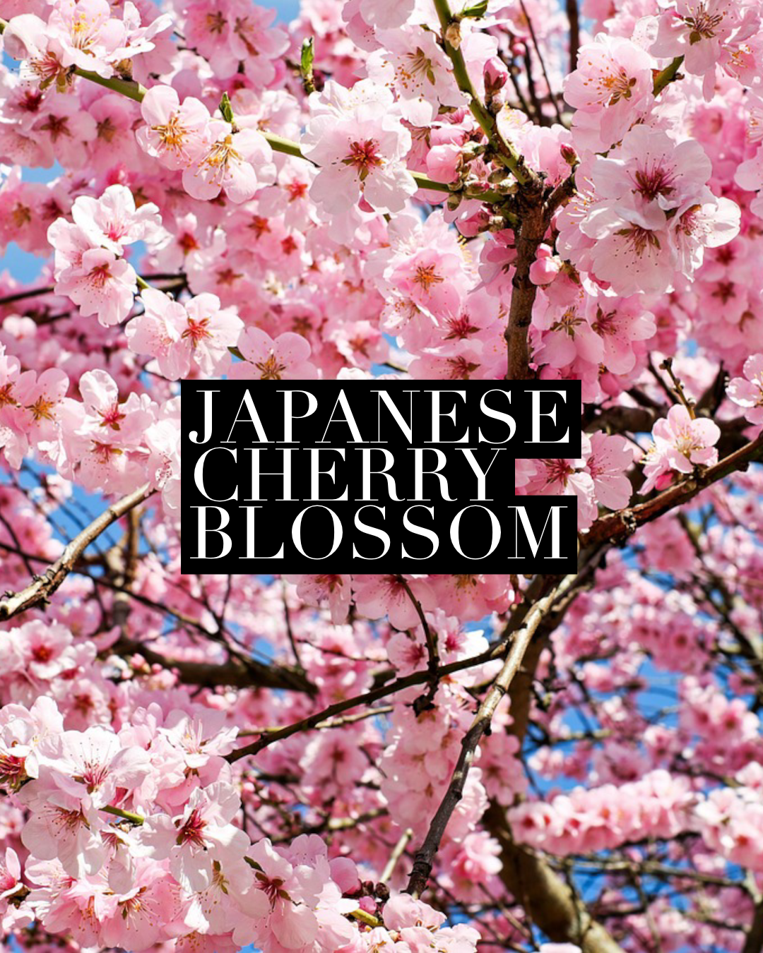Japanese Cherry Blossom