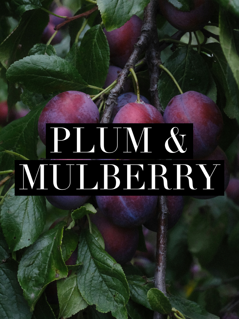 Plum & mulberry